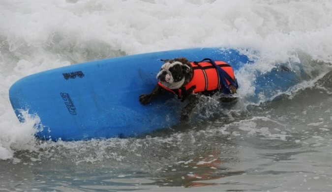 Конкуренция на Хантингтон-Бич во время Surf City Surf Dog, Калифорния, 19 сентября 2010 года.