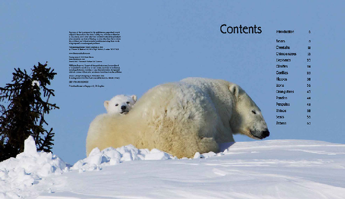 "Мои любимые семьи животных" ("My favourite animal families") от всемирно известного фотографа-анималиста Стива Блума (Steve Bloom)