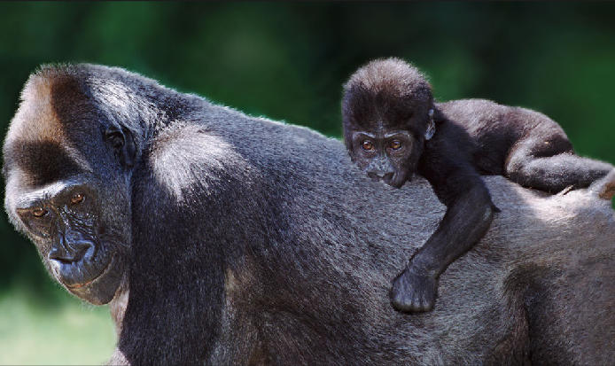 "Мои любимые семьи животных" ("My favourite animal families") от всемирно известного фотографа-анималиста Стива Блума (Steve Bloom)