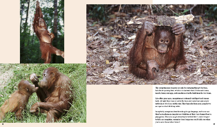 "Мои любимые семьи животных" ("My favourite animal families") от всемирно известного фотографа-анималиста Стива Блума (Steve Bloom)