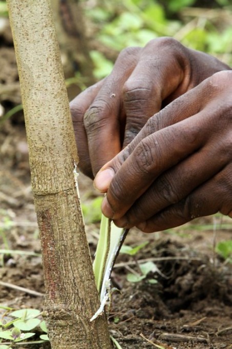 Добыча природной резины на африканских общественных плантациях (Сафута), около 50 км от Абиджана, 29 сентября 2010 года.