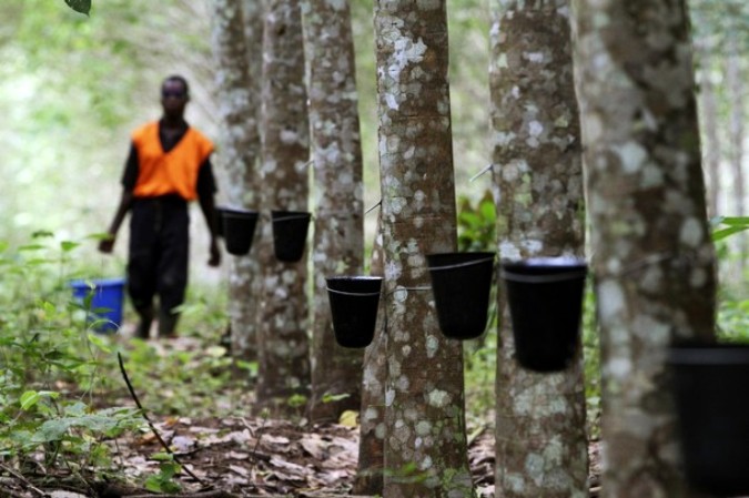 Добыча природной резины на африканских общественных плантациях (Сафута), около 50 км от Абиджана, 29 сентября 2010 года.