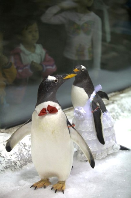 Символическая свадьба пингвинов в Далянь Мировом океане (Dalian Sun Asia Ocean World) в провинции Ляонин 1 октября 2010 года.