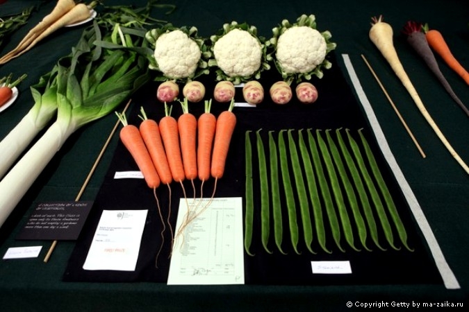 Лондонский осенний урожай королевского садоводческого общества (Royal Horticultural Society) в Лондоне, Англия, 6 октября 2010 года.