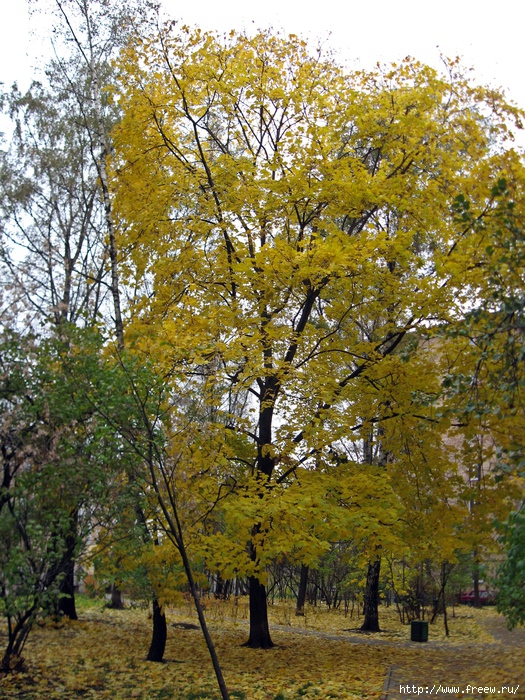 сокол сквер