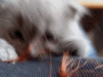 1287151812_File18 (150x113, 249 Kb)