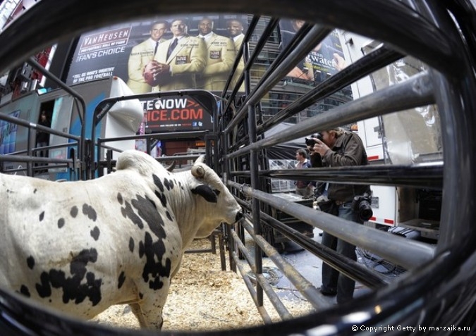 Профессиональные Bull Riders (PBR) на Таймс-сквер в Нью-Йорке, 15 октября 2010 года.