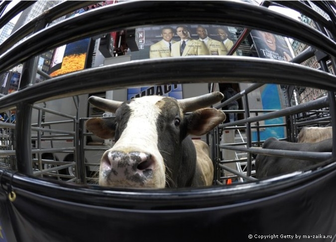 Профессиональные Bull Riders (PBR) на Таймс-сквер в Нью-Йорке, 15 октября 2010 года.