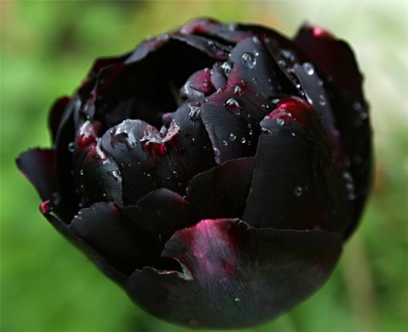 Эти прекрасные Чёрные тюльпаны.