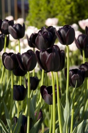 Эти прекрасные Чёрные тюльпаны.