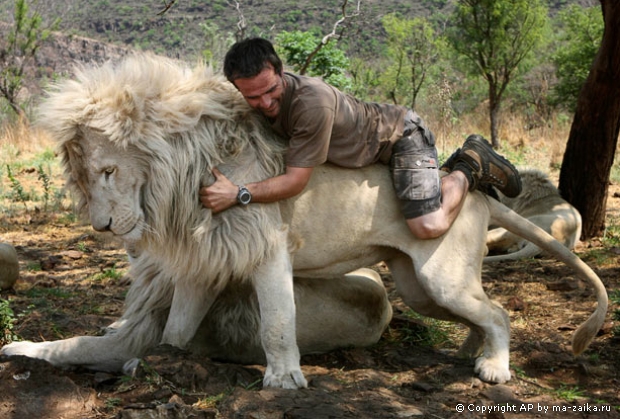 Кевин Ричардсон играет с белыми львами