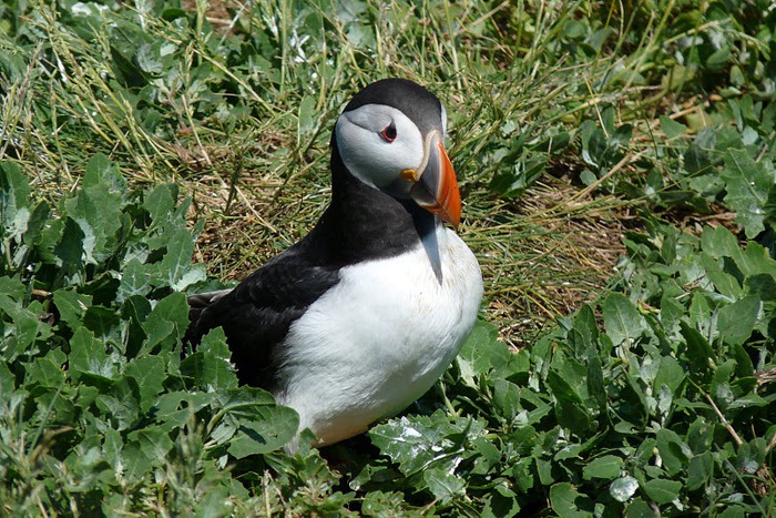 Farne Islands 12070