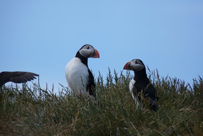 Farne Islands 59772