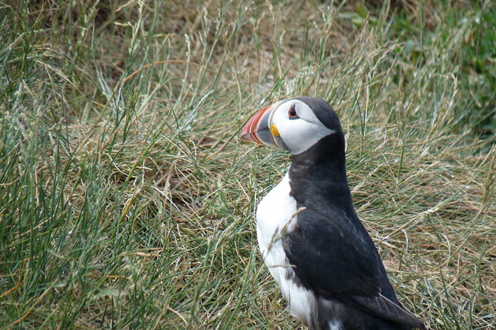 Farne Islands 45521