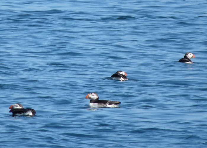 Farne Islands 54912