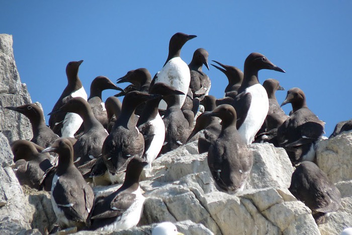 Farne Islands 83390