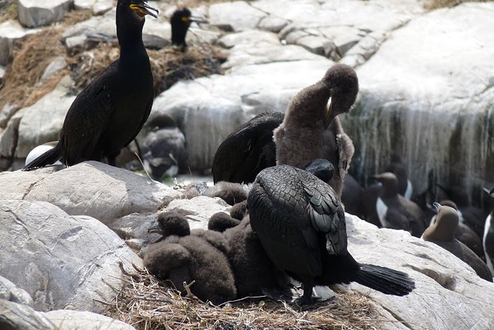 Farne Islands 21999