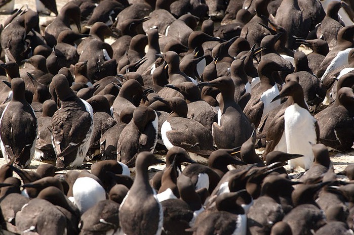 Farne Islands 91965