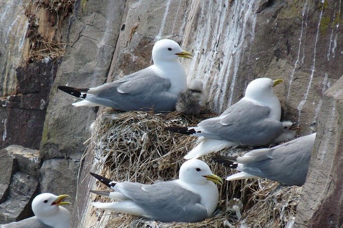 Farne Islands 95871