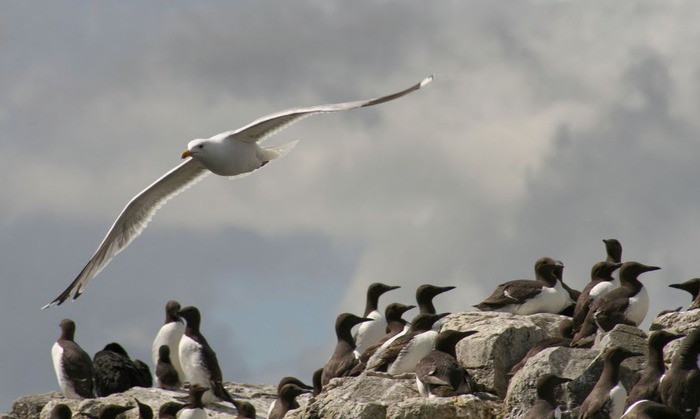 Farne Islands 85367