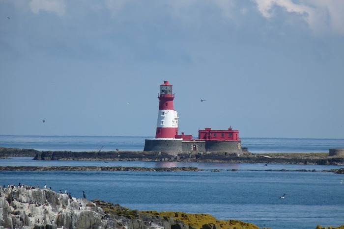 Farne Islands 90605