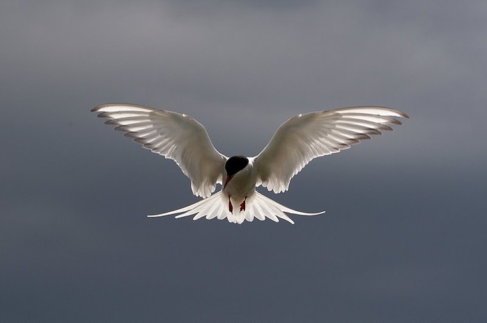 Farne Islands 81655