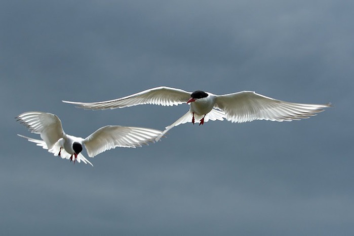 Farne Islands 92799