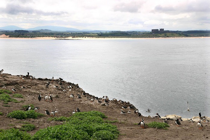 Farne Islands 55414