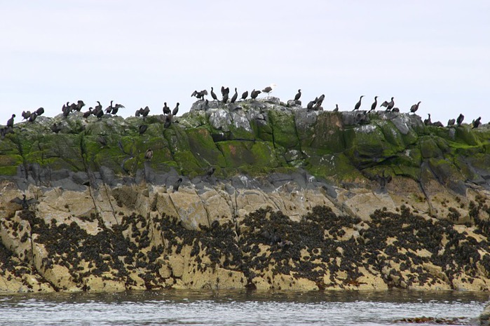 Farne Islands 72298