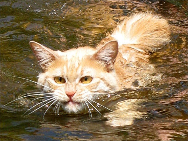 Swin_cats_01 (640x480, 89 Kb)