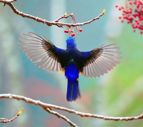 Beauty_of_The_Birds_by_John_Soong__43-550x490 (550x490, 46 Kb)