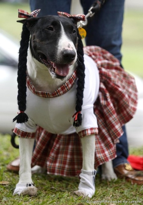 Семейный Пэт фестиваль (Family Pet Festival) в Кали, 24 октября 2010 года.