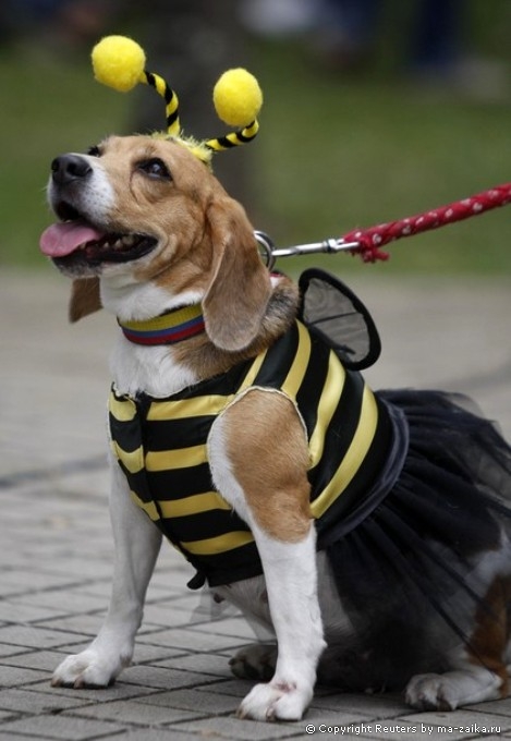 Семейный Пэт фестиваль (Family Pet Festival) в Кали, 24 октября 2010 года.