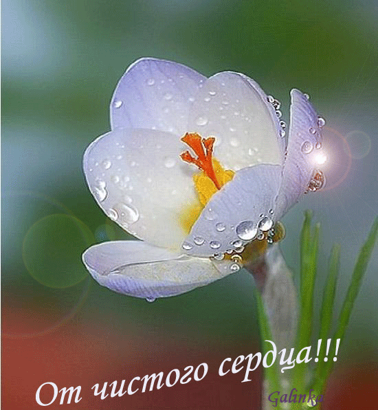 белый цветок в росе от серда (550x597, 458 Kb)
