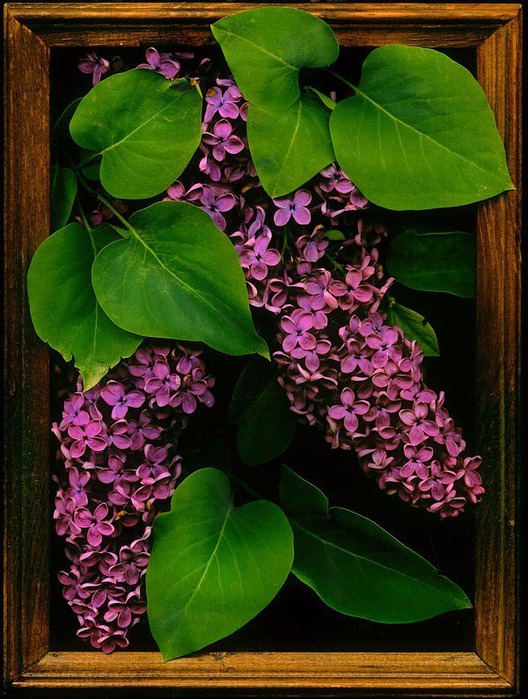 Сканограммы Алексея Пройдисвета 16