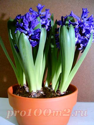 Гиацинты 66043015_Hyacinth_8_blooming