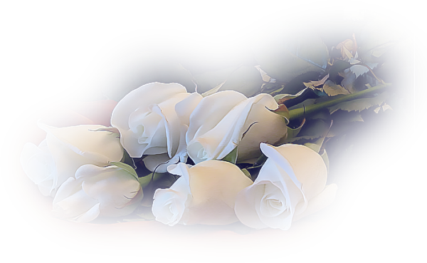 белые розы бф (600x369, 328 Kb)