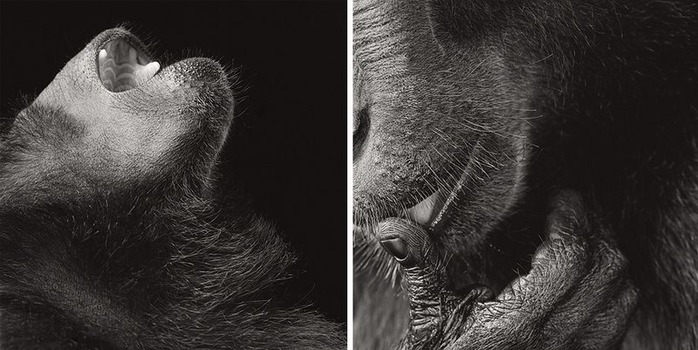 Портреты животных от Tim Flach 5