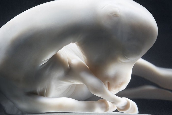 Портреты животных от Tim Flach 14