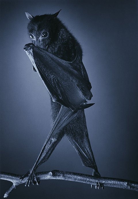 Портреты животных от Tim Flach 45