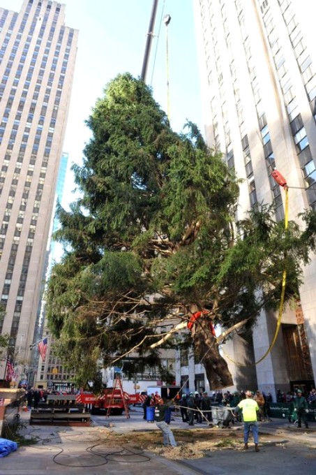 Елочка в 74 фута установлена на Rockefeller Plaza в Нью-Йорке, 12 ноября 2010 года.