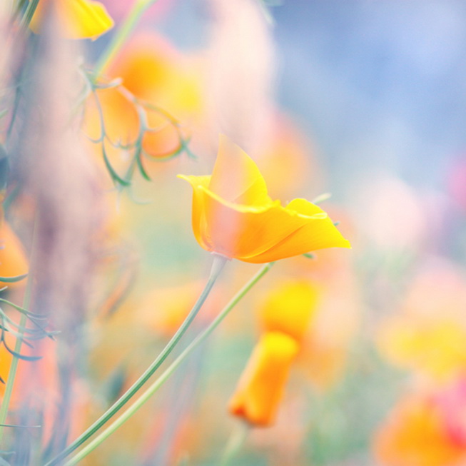Сентиментальные цветы от Alicja Rodzik