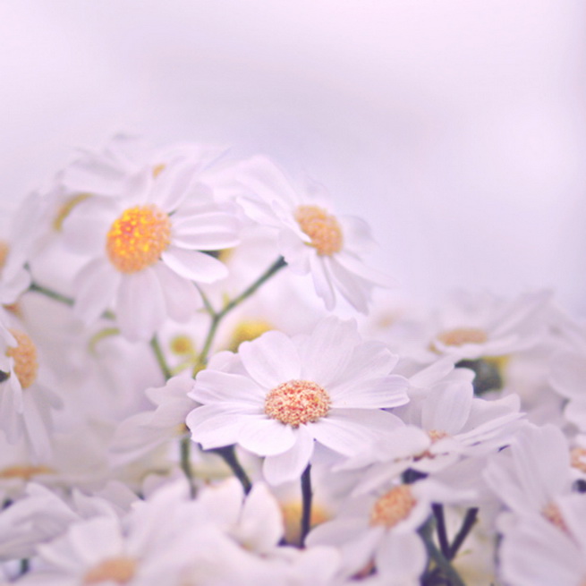 Сентиментальные цветы от Alicja Rodzik (655x655, 88Kb)