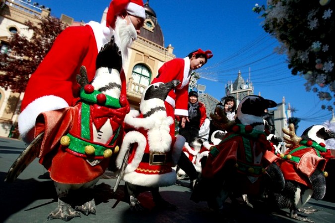 Пингвины в парке развлечений Everland в Йонъин, Южная Корея, 16 ноября 2010 года.