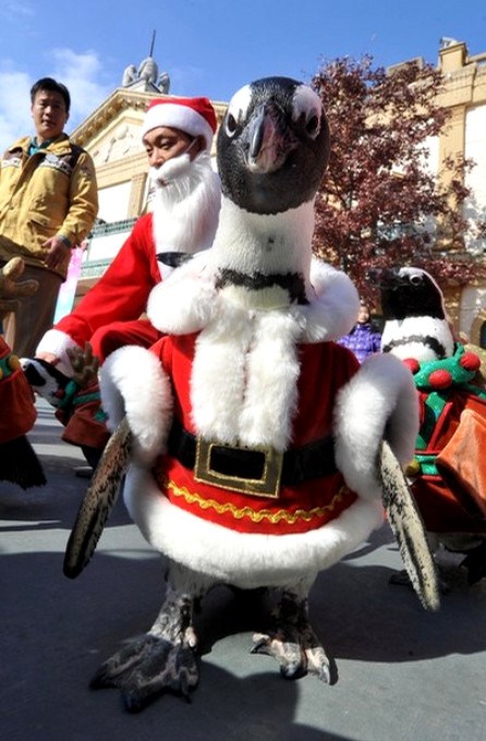 Пингвины в парке развлечений Everland в Йонъин, Южная Корея, 16 ноября 2010 года.