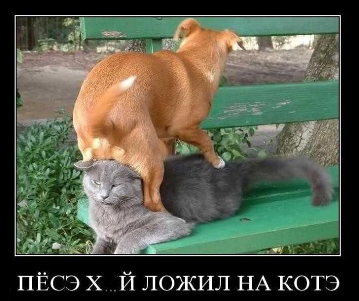 Подборка демотиваторов (700x588, 75Kb)