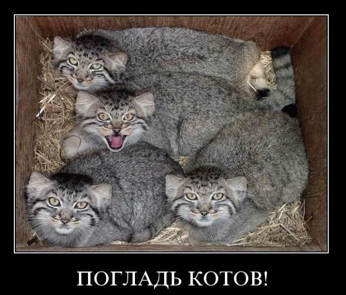 Подборка демотиваторов (700x596, 108Kb)