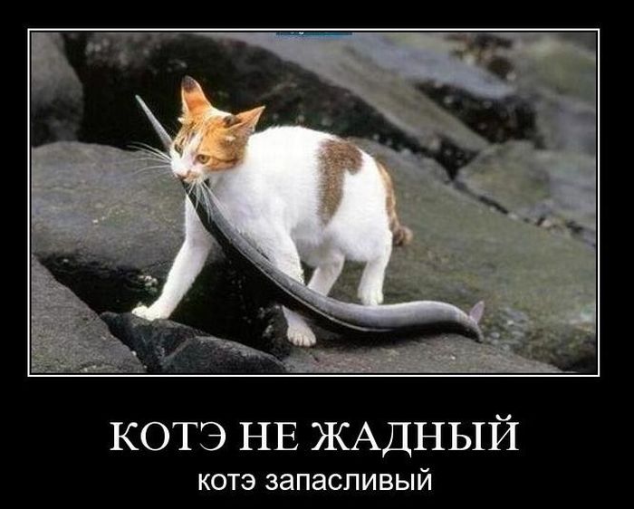 Подборка демотиваторов (700x562, 58Kb)