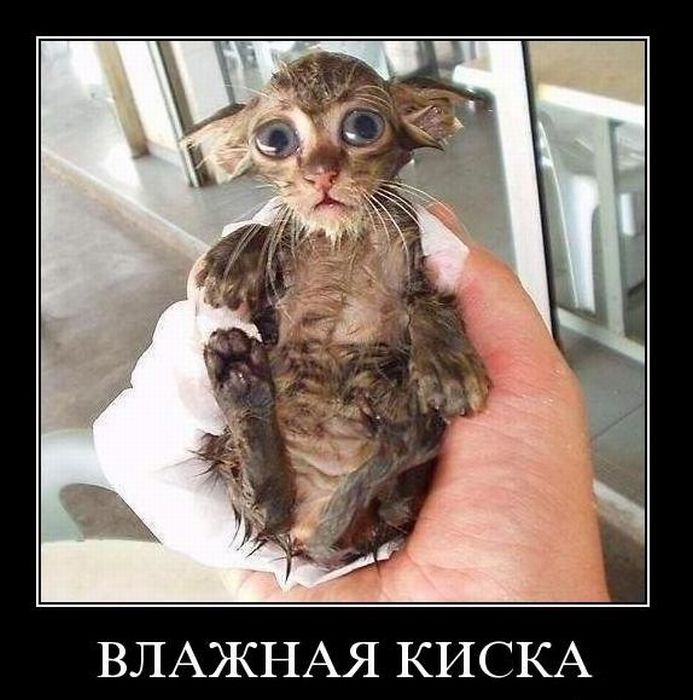 Подборка демотиваторов (693x700, 81Kb)