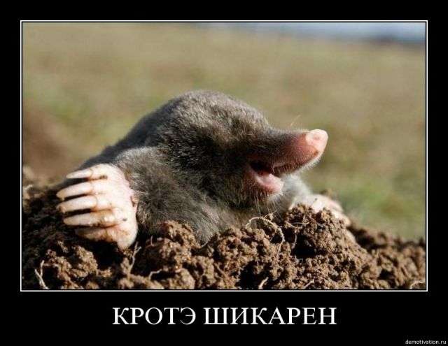 Подборка демотиваторов (640x495, 36Kb)